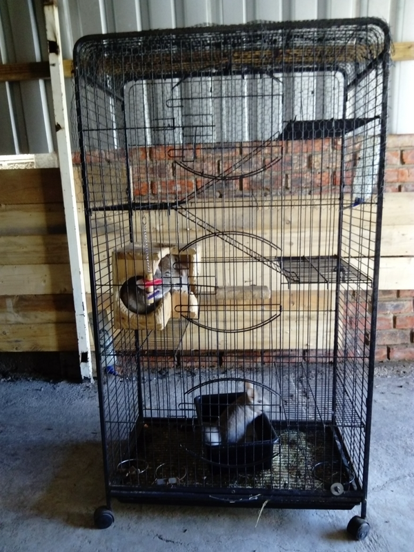 Chinchillas R 950 each.Cage R 3500.5 Story Cage.Uitenhage