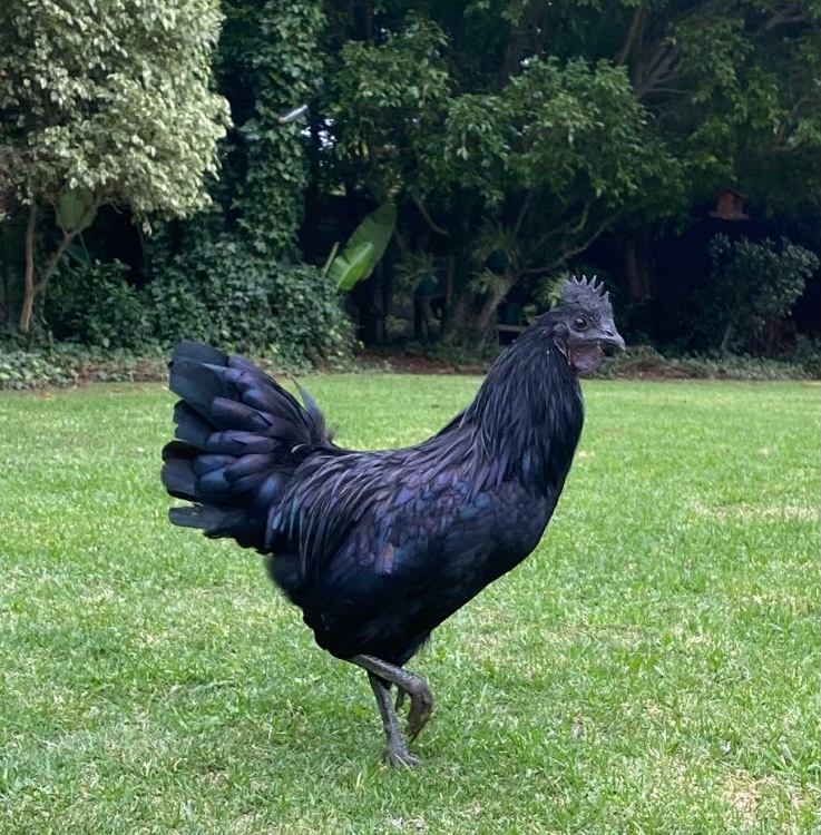 Rooster - Ayam Semani’s