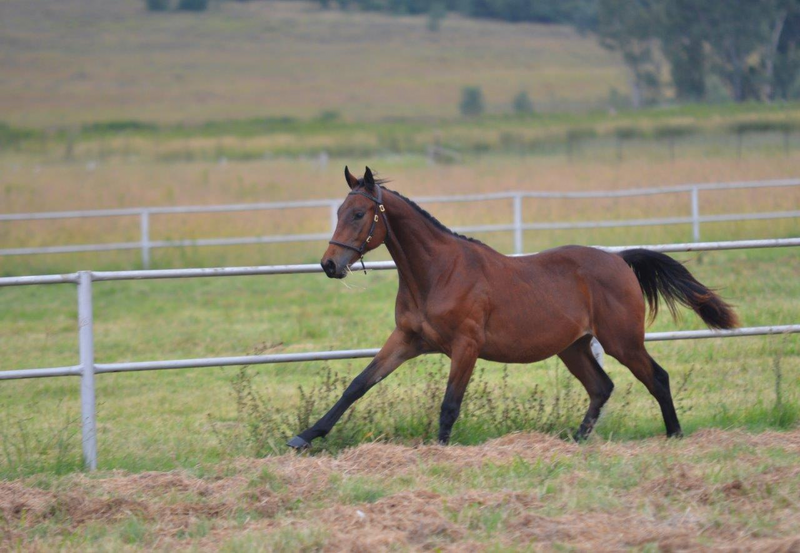 Beautiful Irish Sports Horse Colt for sale