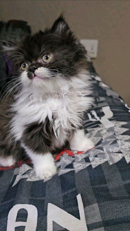 Bi-Black Persian Kitten