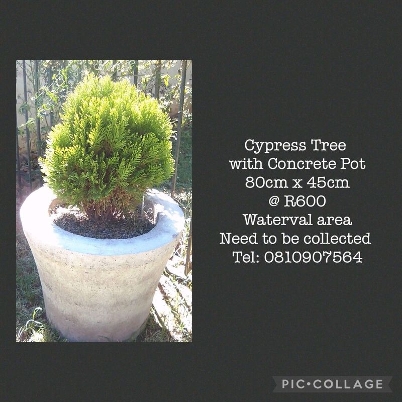Cypress Tree in Concrete Pot