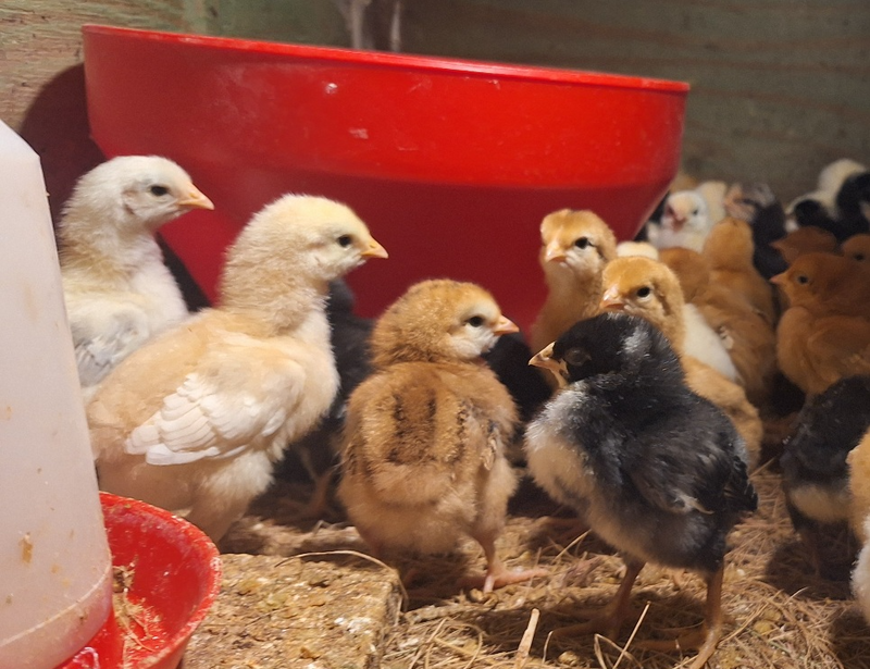 HARTIES MIX Chickens Chicks  for sale. Hartbeespoort - Plaashoender - Free Range Layers