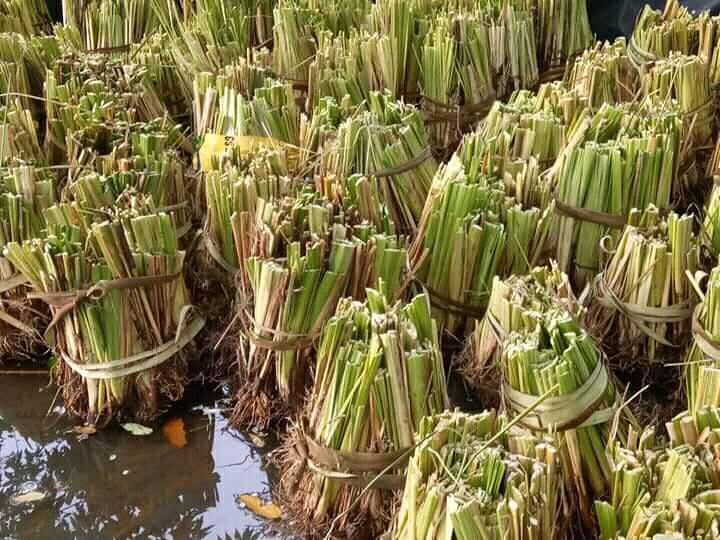 Vetiver Grass