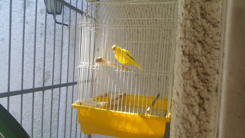 Male canary, cage, ànd seed