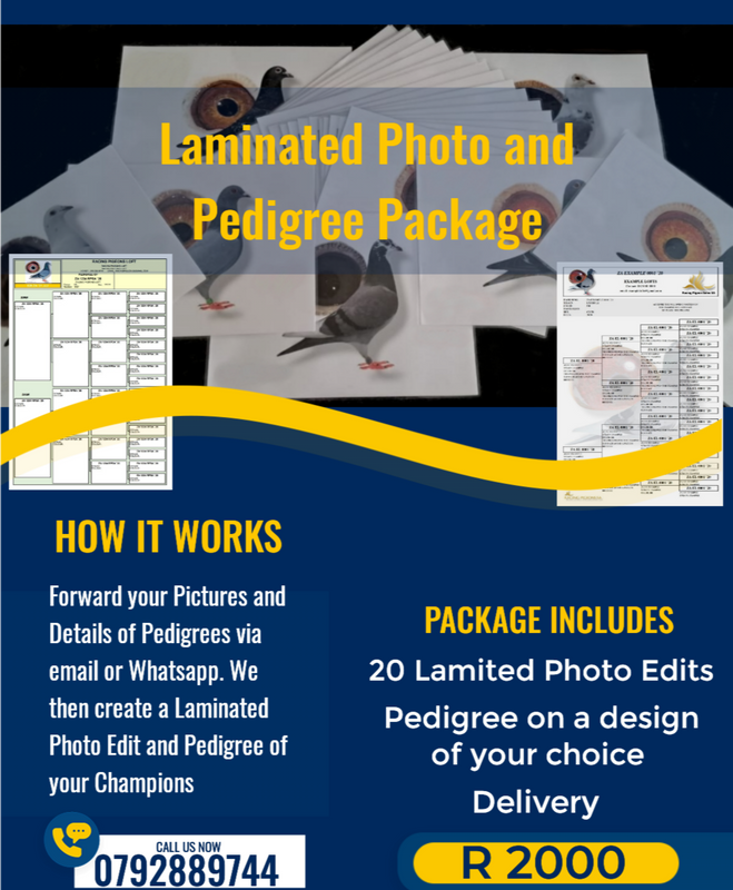 20 x Laminated Pigeon Photos and Pedigrees