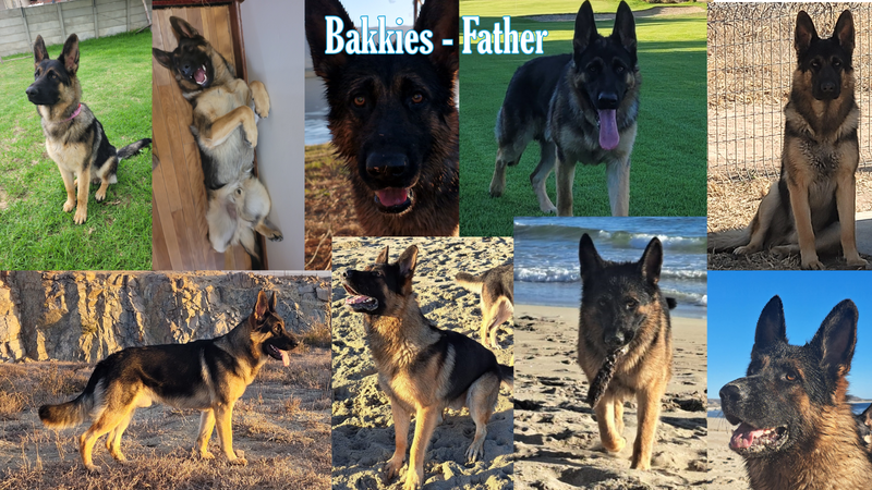 GERMAN SHEPARDS LOOKING FOR A GOOD HOME