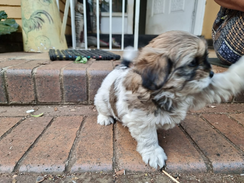 Pekinese cross yorkie puppies