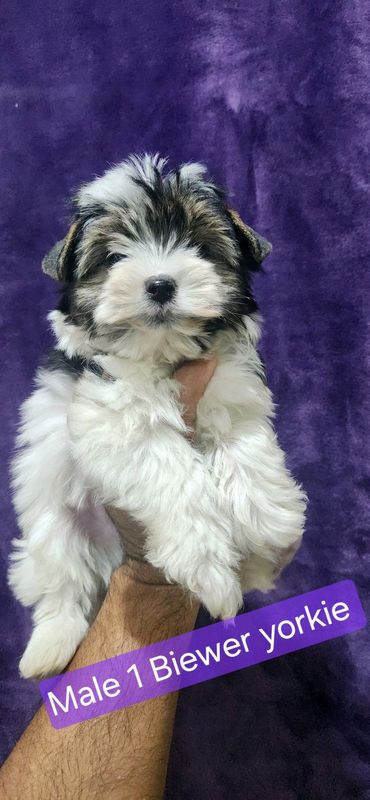 Gorgeous purebred miniature Exotic Yorkie puppies for sale.