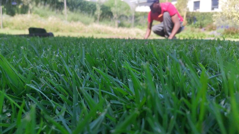 We supply all types of roll on lawn grass weed free straight from the farm