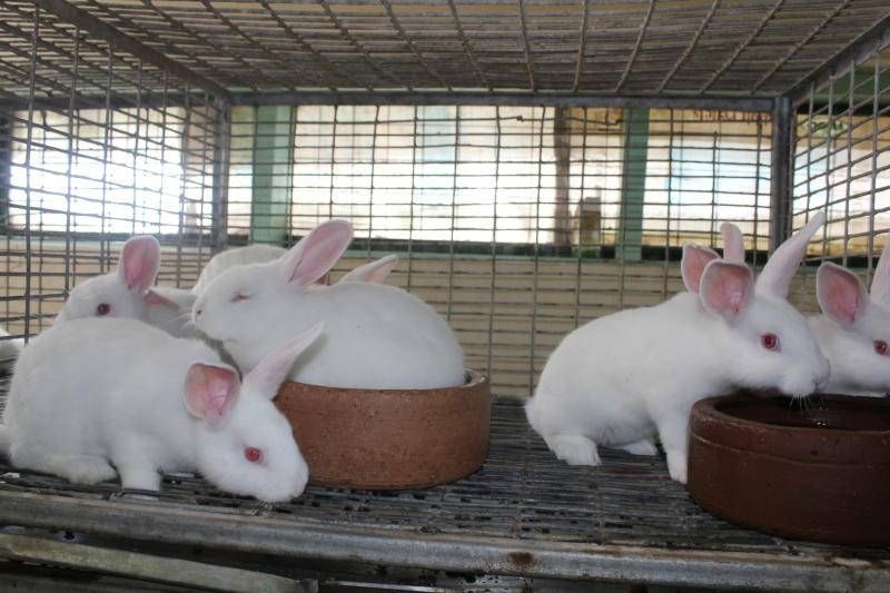 Pure Meat Rabbits For Sale