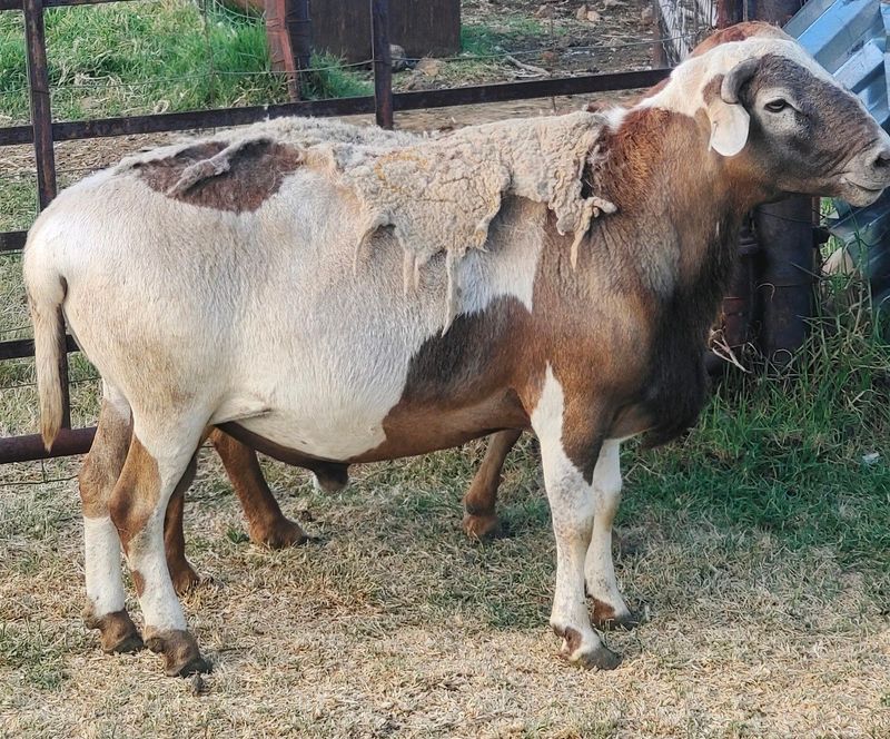 Male Sheep for sale