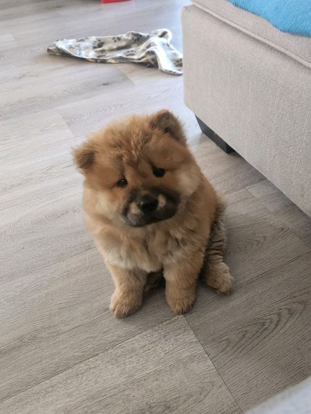 Chow Chow Puppy For Sale Durbanville Gumtree South Africa