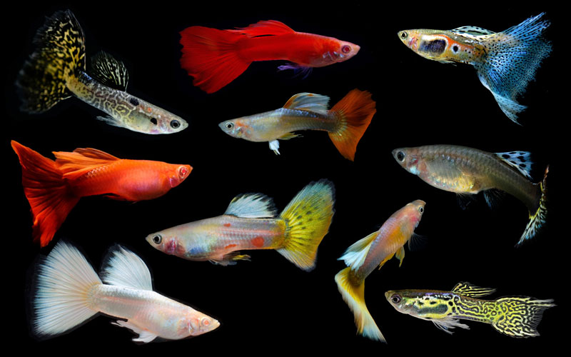  Guppies for Sale!
