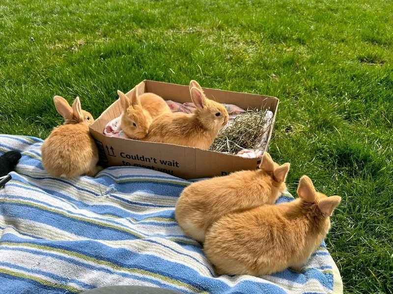 Cute Baby Bunnies For Sale