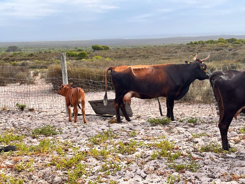 Cow with calf