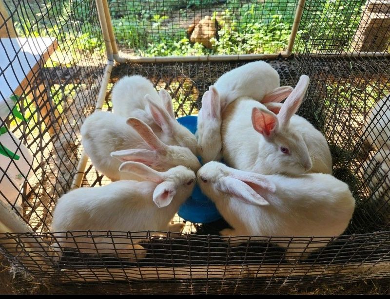 New Zealand White Rabbits