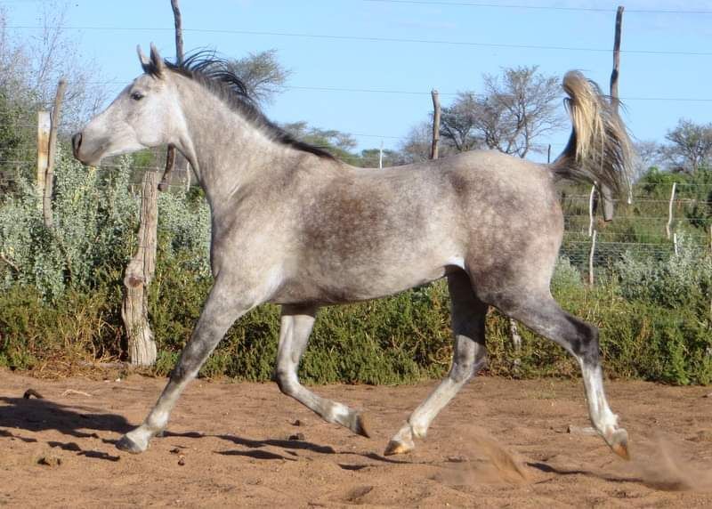 Namibian Anglo Mare