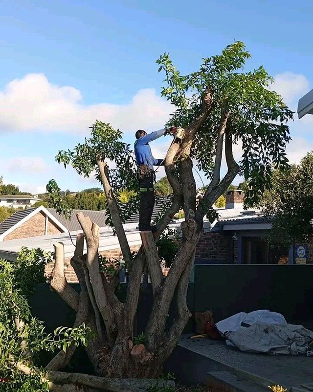 Tree felling and stump removal