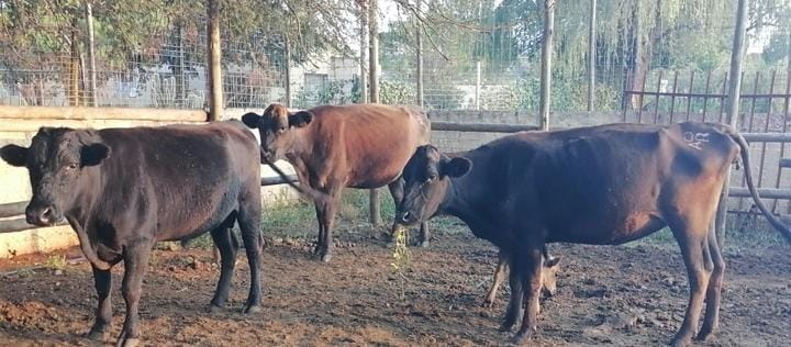 Wagyu Bull, 2 Cows and 1 Calf For Sale (008926)