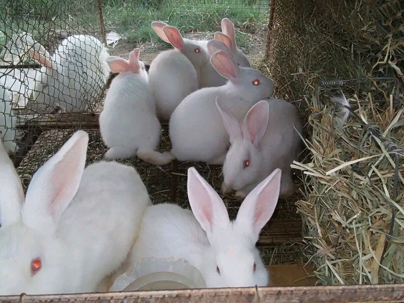New Zealand White Rabbits For Meat Purposes