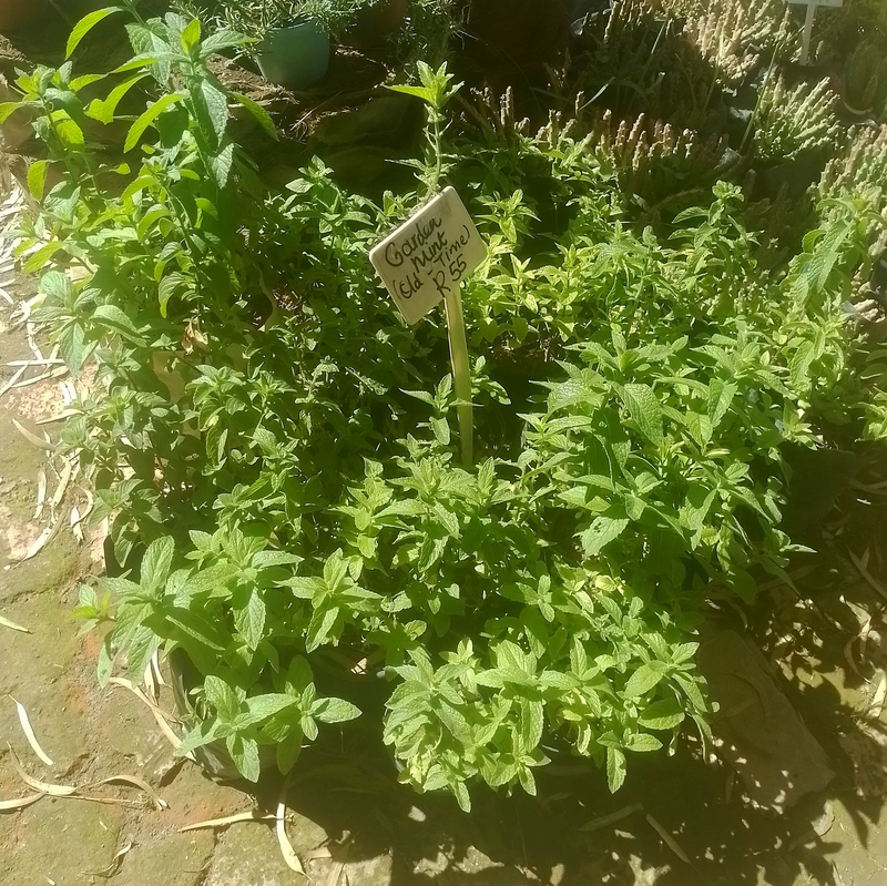 Garden mint plants for sale