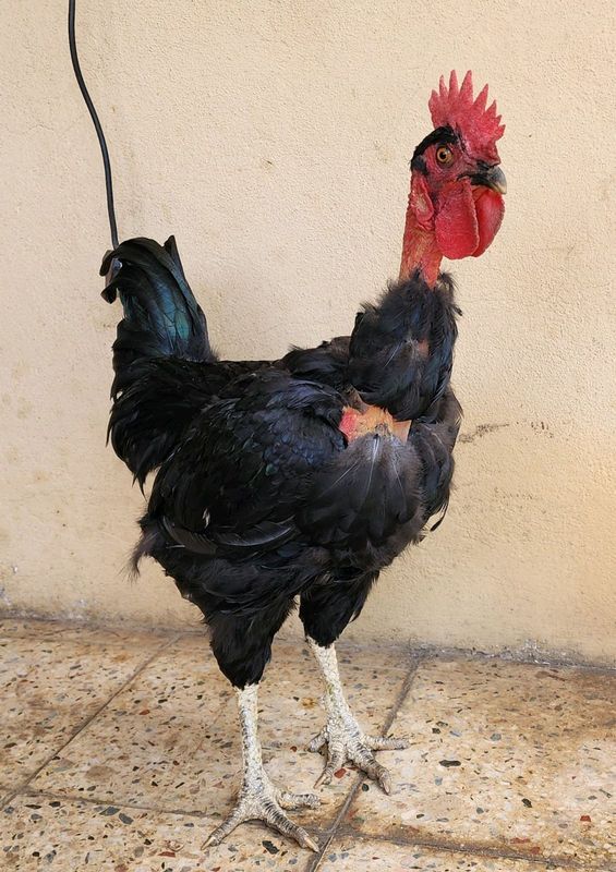 Kaalneck Chickens