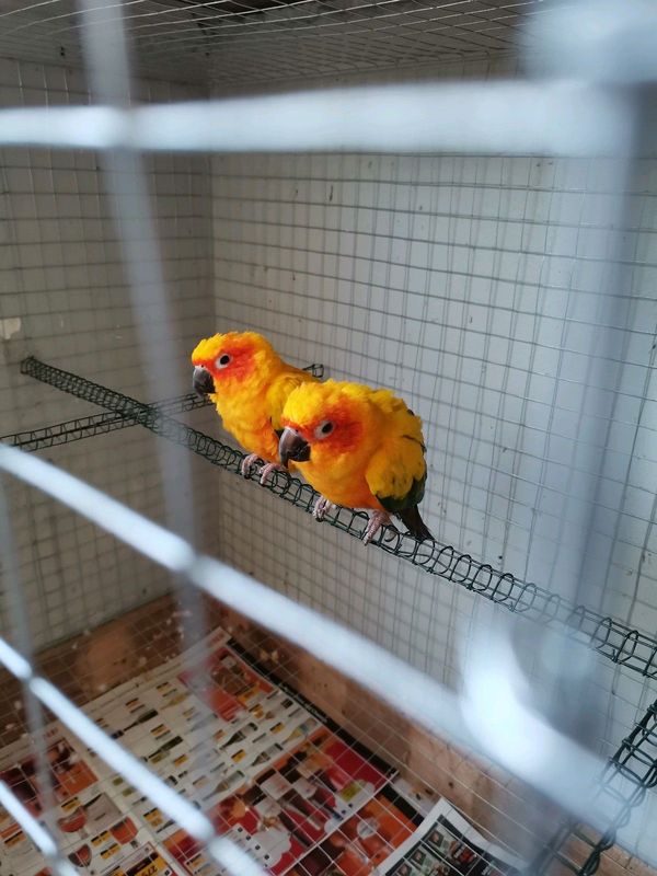 BREEDING PAIR CONURES FOR SALE