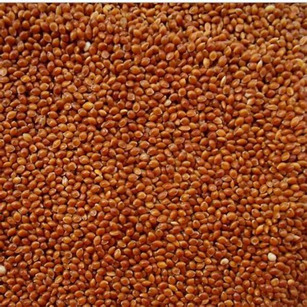 Red/Yellow/White Millet for sale in Bulk 25Kg Bags