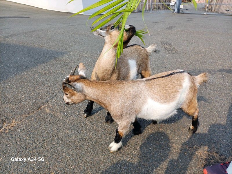 Tame pygmy dwarf goats