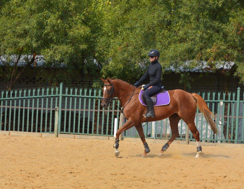 Gorgeous Thoroughbred Mare for sale!!!