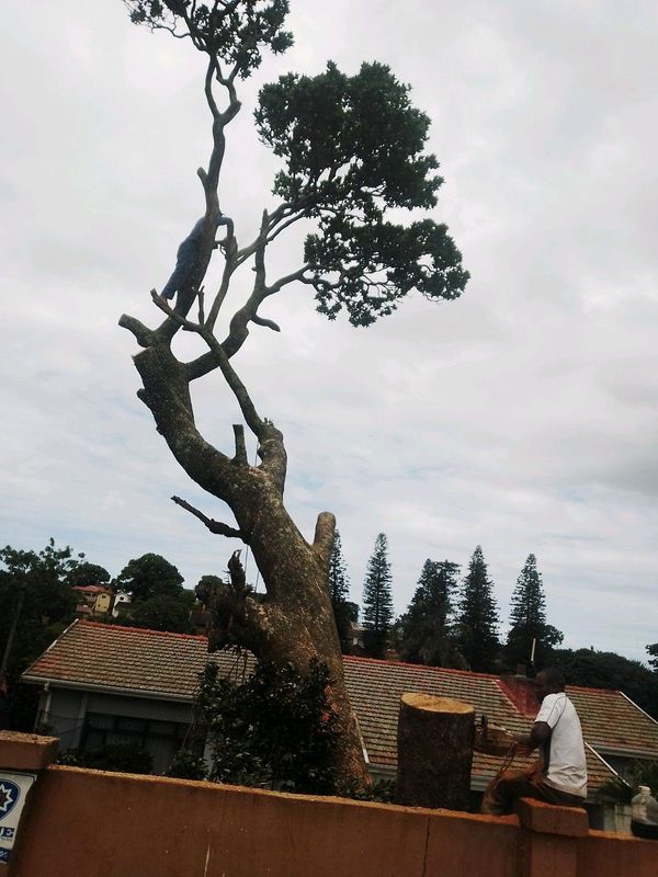 Tree felling and garden services in Durban and surrounding areas