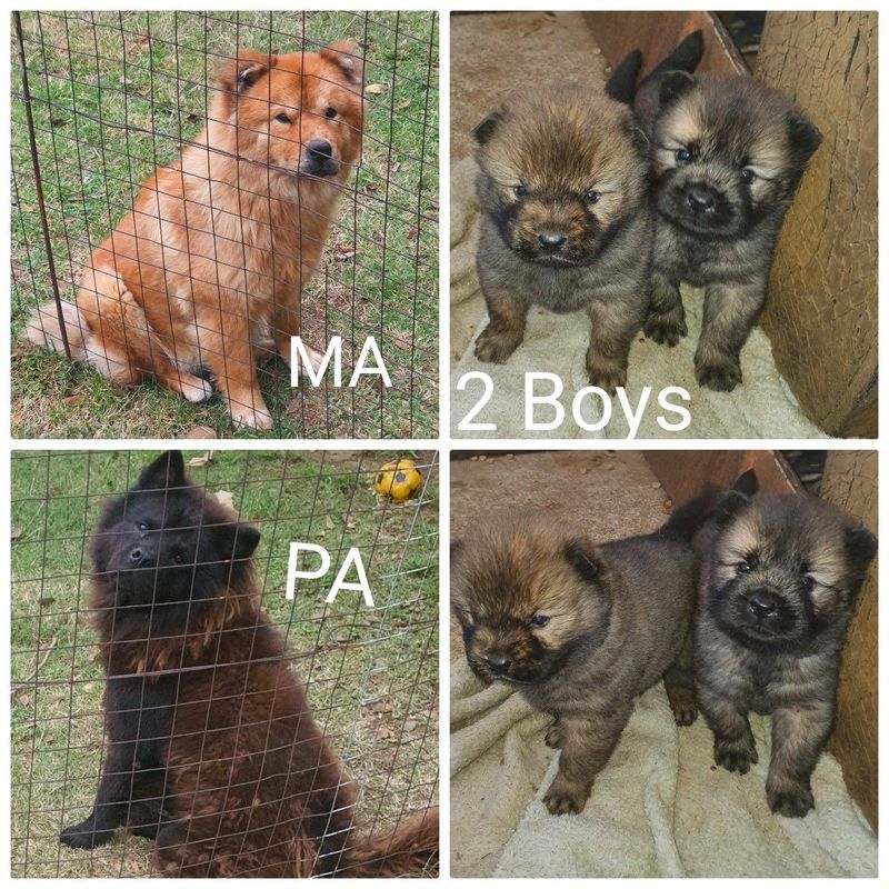 2 Chow Chow pup&#39;s for sale R1500 each