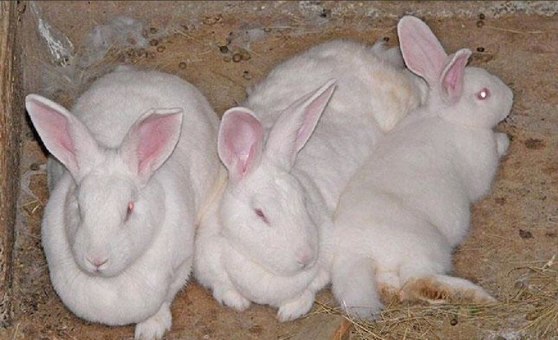 Pure New Zealand White Rabbits For Sale