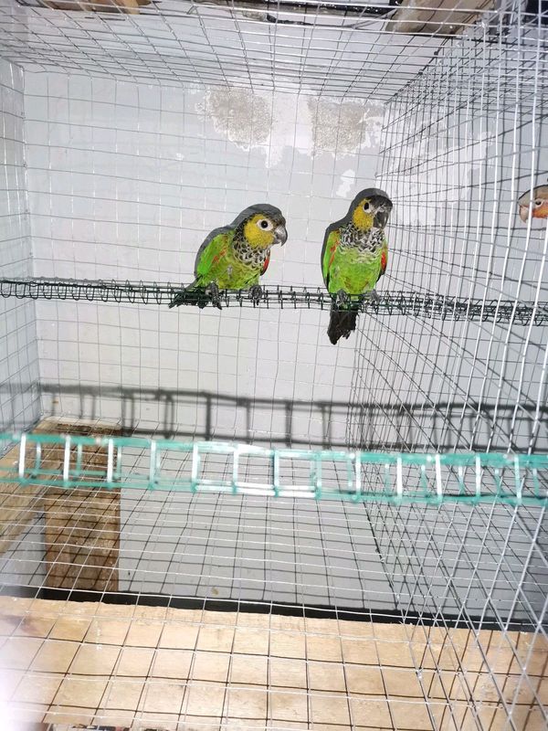 Breeding Pair black Capped Conures For Sale
