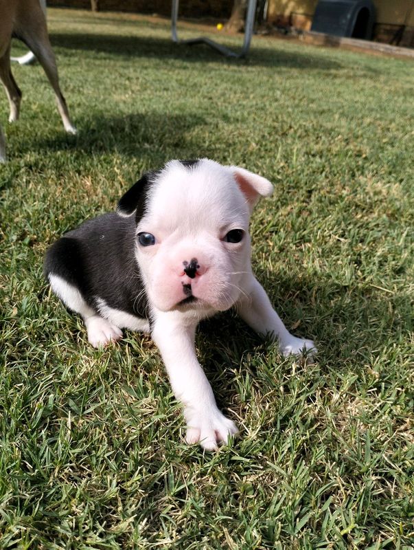 Boston Terrier Puppies