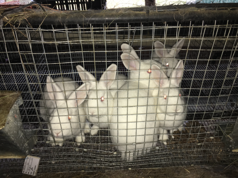 New Zealand White Rabbits - Ad posted by Dawid Engelbrecht