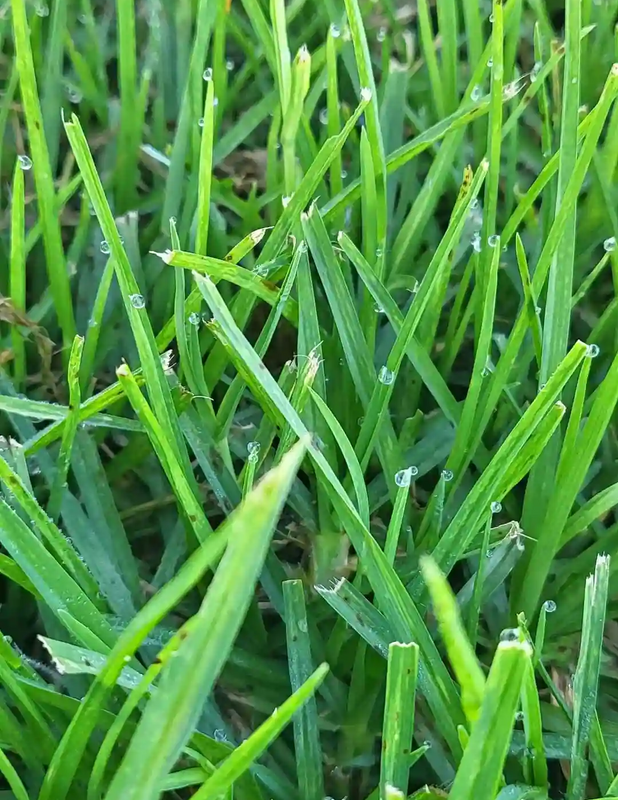 Instant lawn