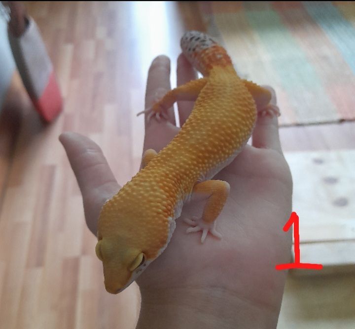 Super hypo male leopard gecko with tank