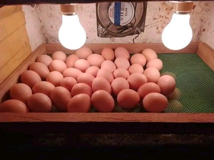 Black Australorps Fertile Eggs For Sale