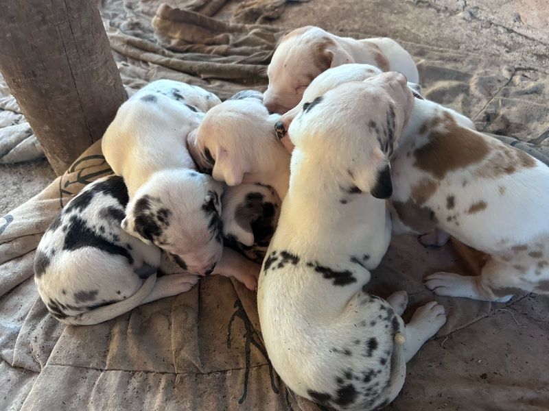 Great dane puppies looking for homes