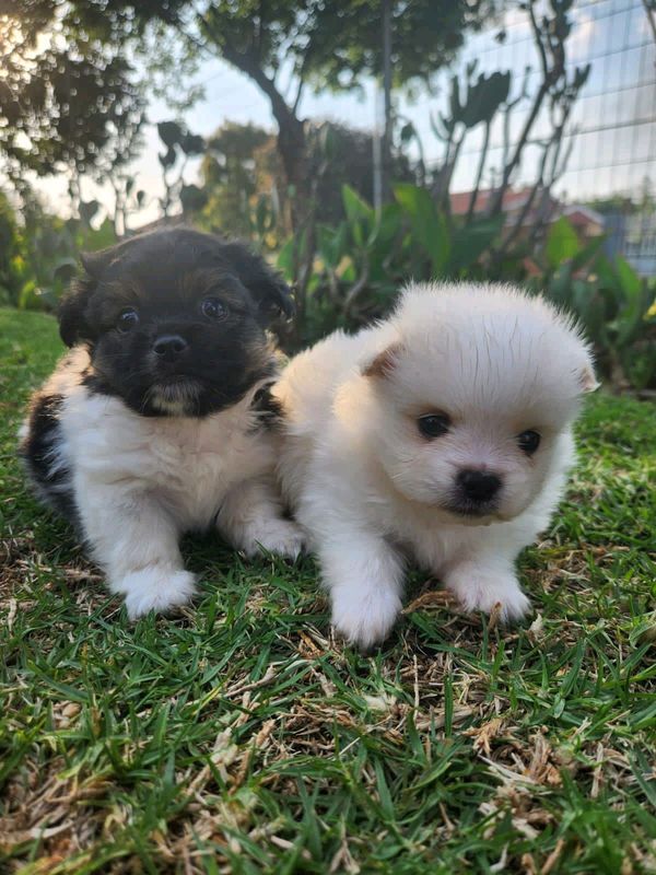 Toypom X Pekingese puppies