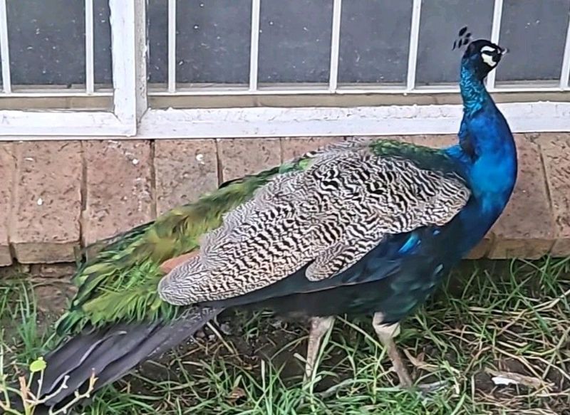 7 Female &amp; 2 Male Peacocks for sale