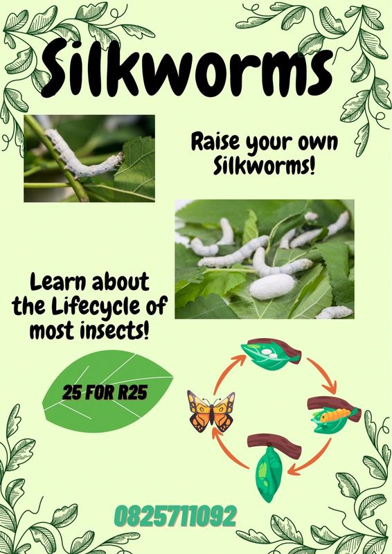 Silkworms available