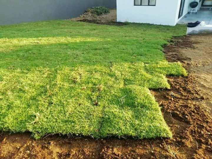 We supply kikuyu grass//Buffalo grass//LM Berea instant roll on lawn grass weed free
