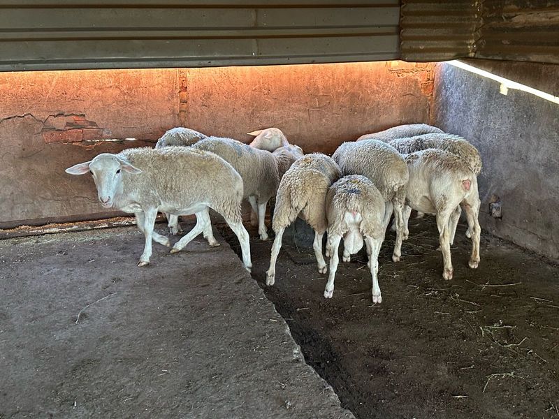 Sheeps for sale