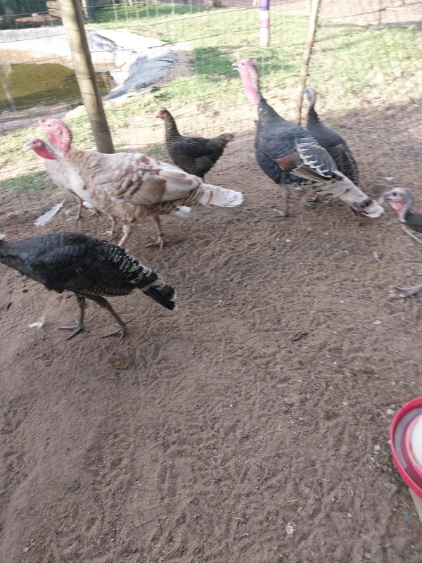 Turkeys for sale in Midrand