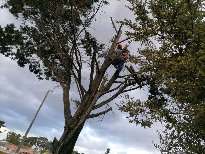 PROFESSIONAL TREE FELLING CUTTING DOWN TRIMMING AND STUMP REMOVAL AT REASONABLE PRICES