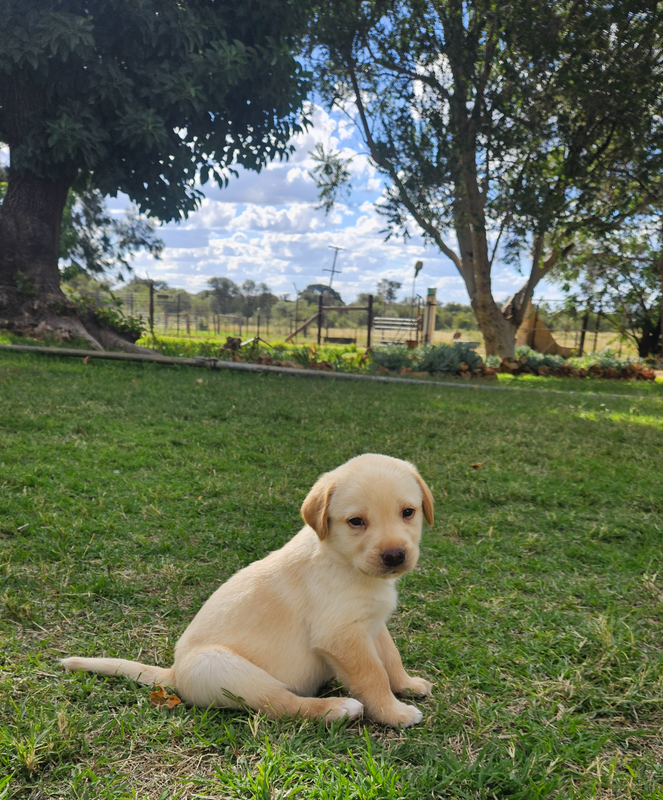 Labrador Puppies