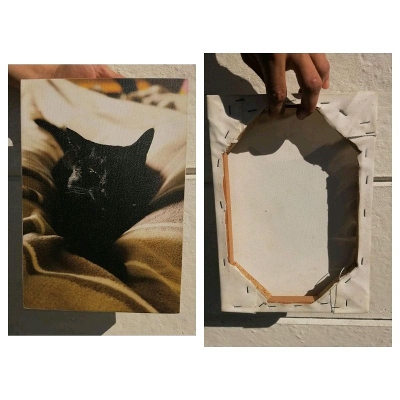 Cat canvas small portrait