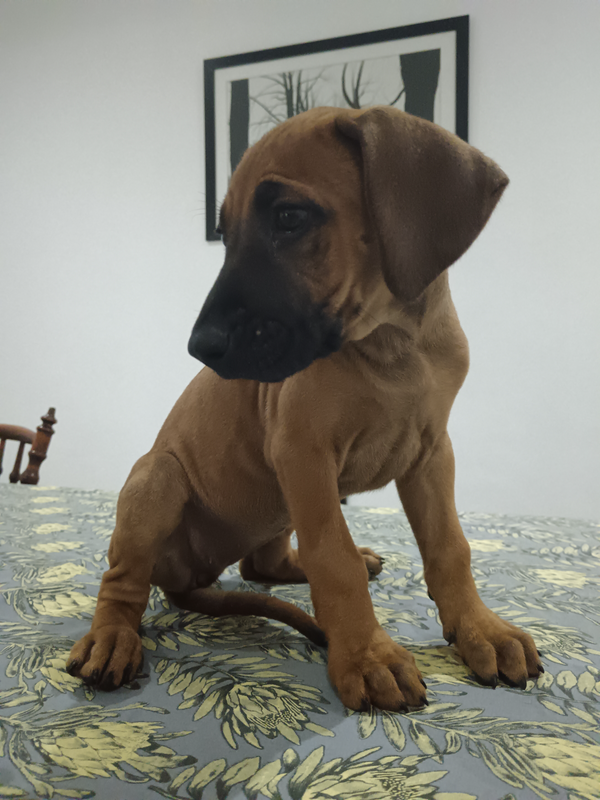 2 Pure Bred Ridgeback for Sale